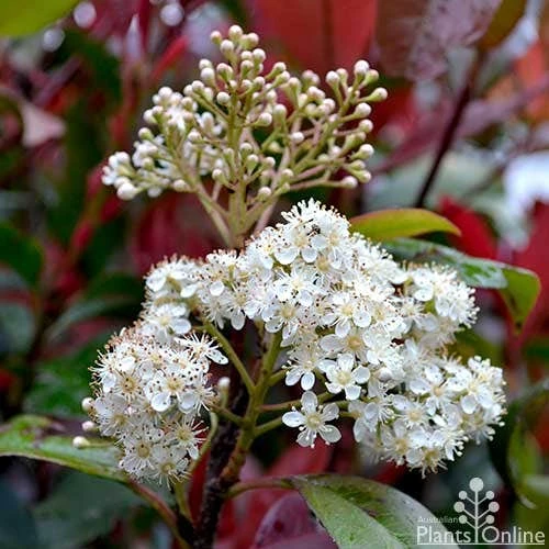 Photinia Red Robin - Image 5