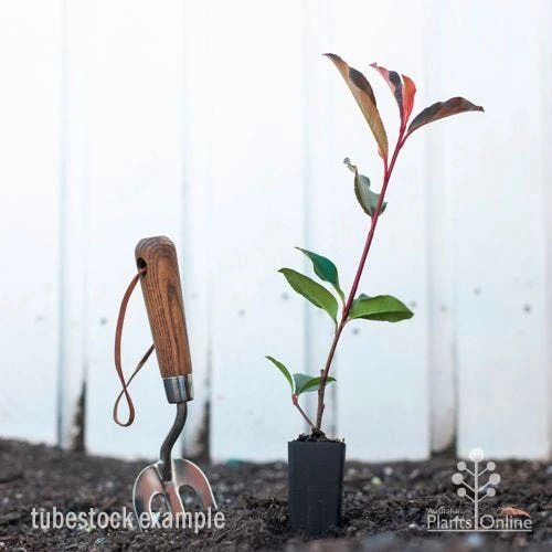 Photinia Red Robin - Image 4