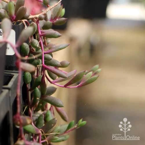 Othonna Ruby Necklace - Little Pickles - Succulent - Image 6