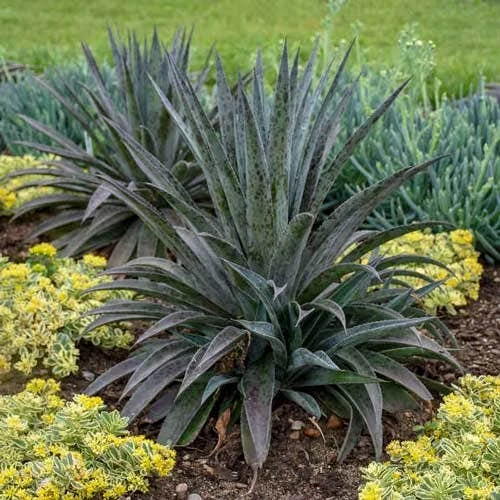 Mangave Pineapple Express - Succulent - Image 2