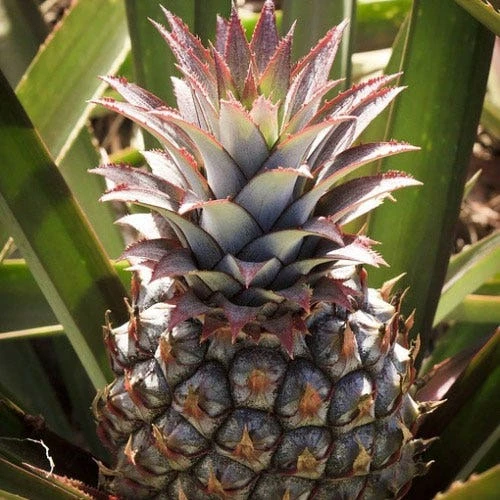 Pineapple Pure Gold - Image 2