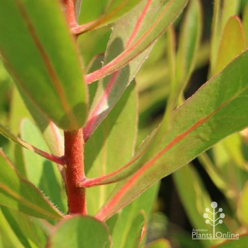 Protea Pink Ice - Image 10