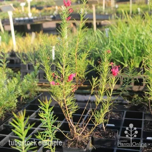 Grevillea Pink Pearl - Image 10