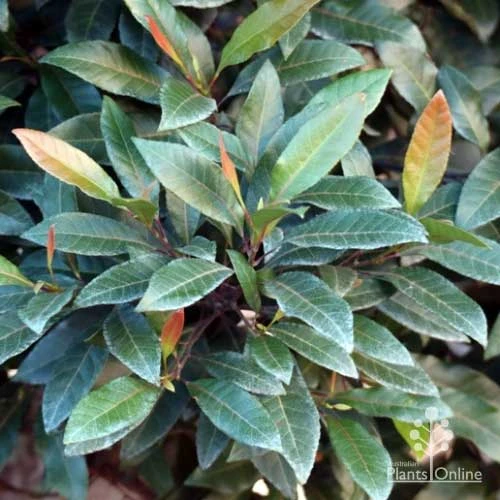Elaeocarpus Prima Donna - Blueberry Ash - Image 8