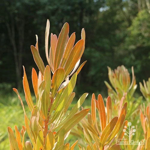 Protea Pink Ice - Image 4
