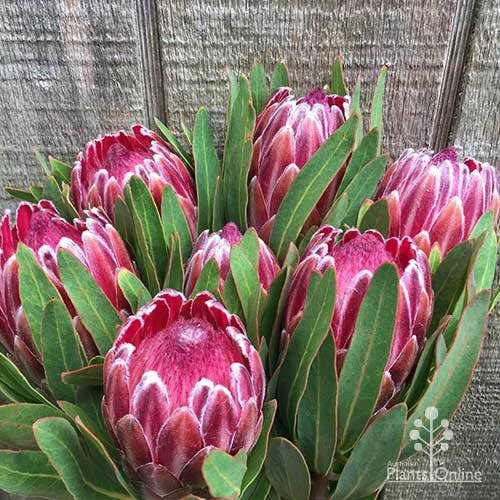 Protea Pink Ice - Image 11