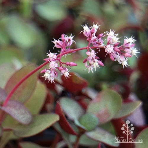 Crassula Purple Dragon - Fairy Crassula - Image 5