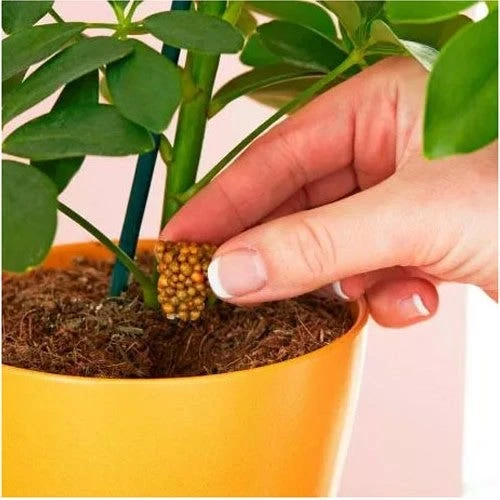 Miracle Gro Push & Feed Plant Food - Image 3