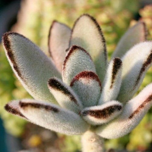 Kalanchoe Tomentosa – Panda Plant - Succulent - Image 2