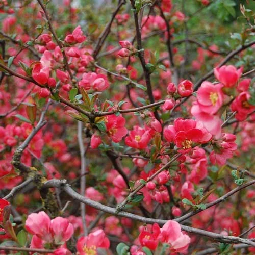 Chaenomeles Winter Cheer - Flowering Quince - Image 2