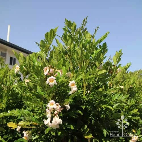 Radermachera Everlasting Beauty - Image 2