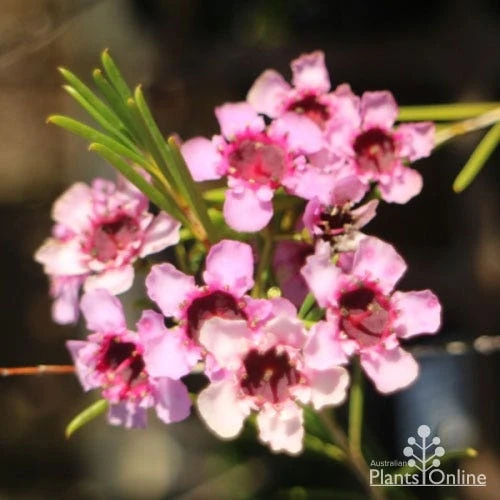 Chamelaucium RASPBERRY RIPPLE⢠- Waxflower - Image 4