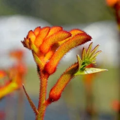 Anigozanthos Bush Glow - Kangaroo Paw