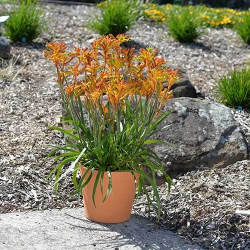 Anigozanthos Bush Glow - Kangaroo Paw - Image 3