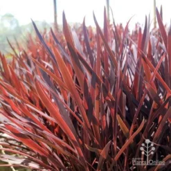 Cordyline Australis Red Sensation