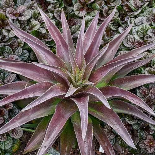 Mangave Red Wing - Succulent - Image 2