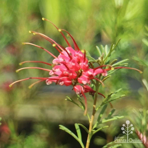 Grevillea Red Wings - Image 10