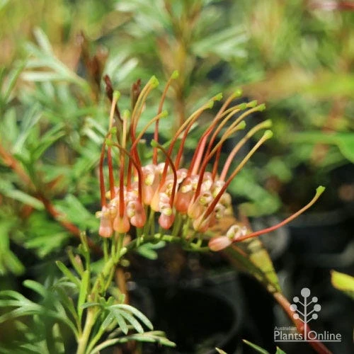 Grevillea Red Wings - Image 13