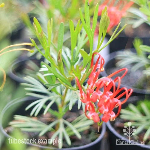 Grevillea Red Wings - Image 11