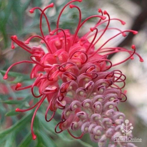 Grevillea Robyn Gordon - Image 6