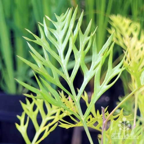 Grevillea Robyn Gordon - Image 4