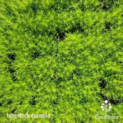 Sagina Subulata Aurea – Scotch Moss