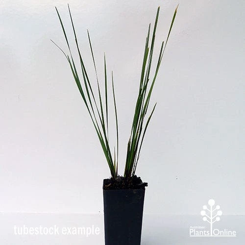 Lomandra SHARA - Image 8
