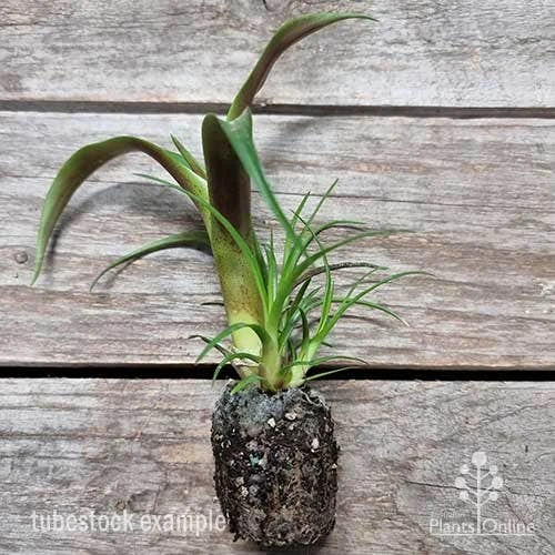 Alcantarea Silver Plum - Bromeliad - Image 4