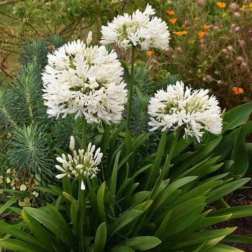 Agapanthus Snowball - Image 2