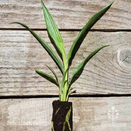 Spathoglottis Lemon Kiss - Native Orchid - Image 2