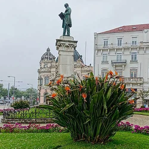 Strelitzia Reginae - Bird Of Paradise - Image 9