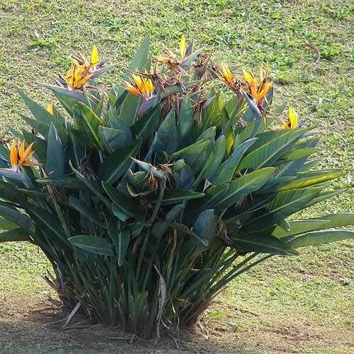 Strelitzia Reginae - Bird Of Paradise - Image 7