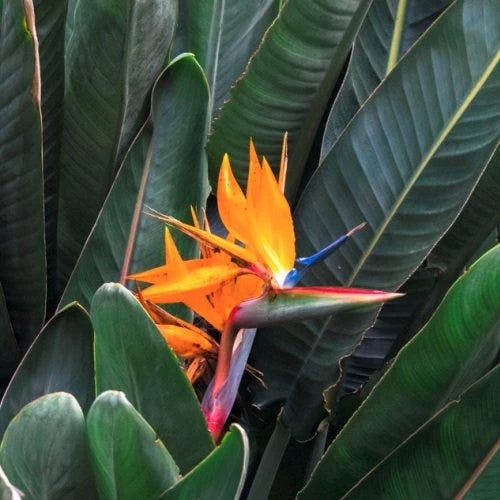 Strelitzia Reginae - Bird Of Paradise - Image 5