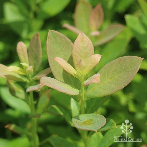 Blueberry Sunshine Blue - Image 11