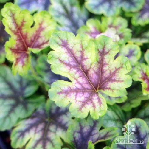 Heucherella Tapestry - Foamy Bells - Image 2