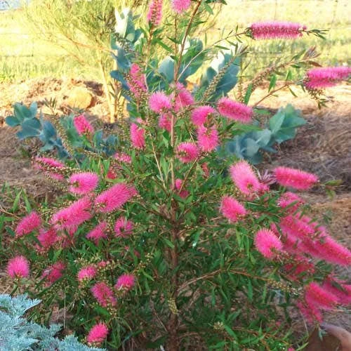 Callistemon Taree Pink - Image 5