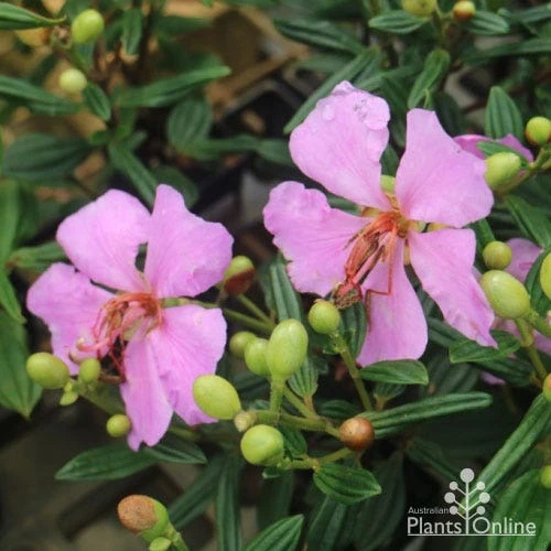 Tibouchina Chameleon - Image 3
