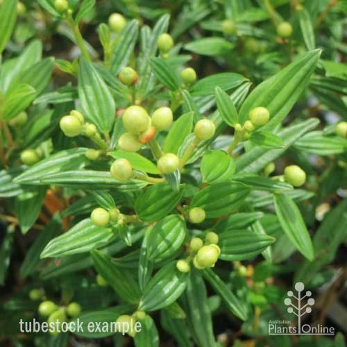 Tibouchina Chameleon - Image 9