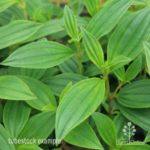 Tibouchina Illusion - Image 16