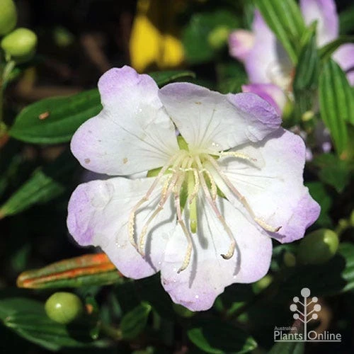 Tibouchina Chameleon - Image 6