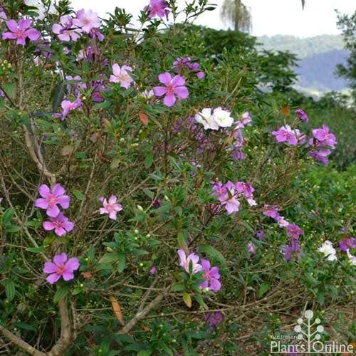 Tibouchina Chameleon - Image 5