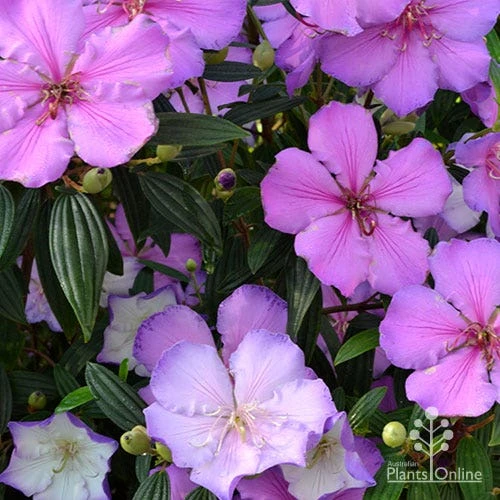 Tibouchina Illusion - Image 2