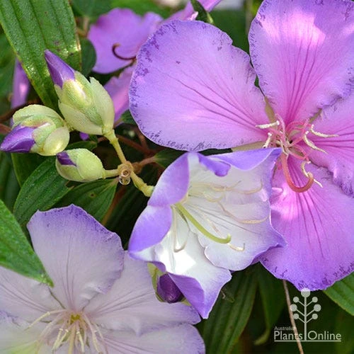 Tibouchina Illusion - Image 3