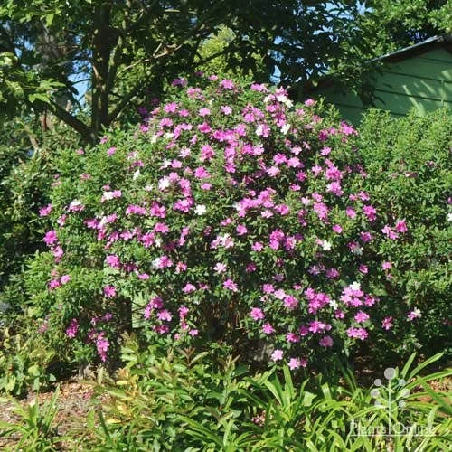 Tibouchina Chameleon - Image 7