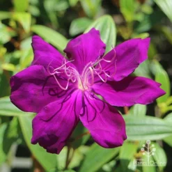 Tibouchina Purple Star