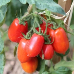 Tomato Roma - Seed
