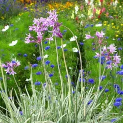 Tulbaghia Variegated - Society Garlic
