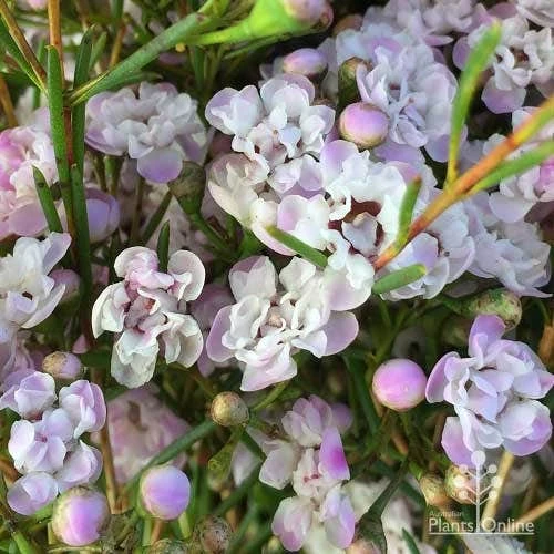 Chamelaucium Dancing Queen - Waxflower - Image 5
