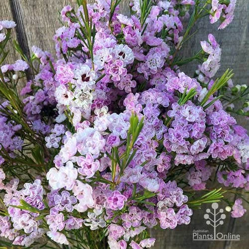 Chamelaucium Dancing Queen - Waxflower - Image 2