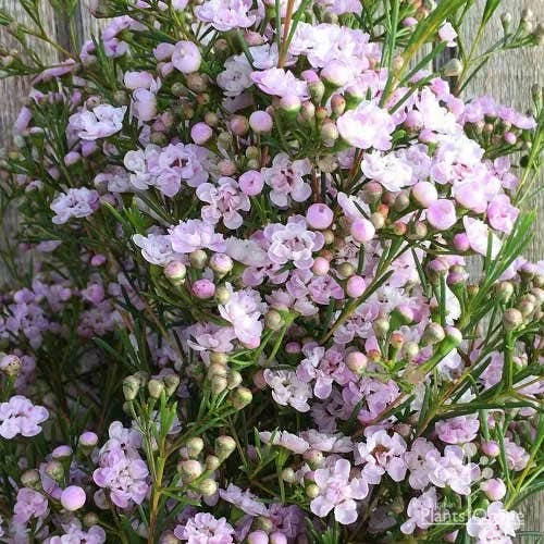 Chamelaucium Dancing Queen - Waxflower - Image 7